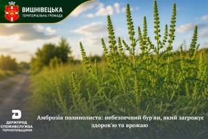 Амброзія-банер