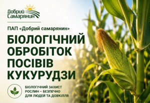 Обробіток кукурудзи-1