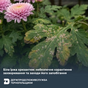 Біла іржа